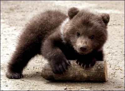 Quel est l'auteur de cette citation? "C'est avec les beaux sentiments qu'on fait de la mauvaise littérature."