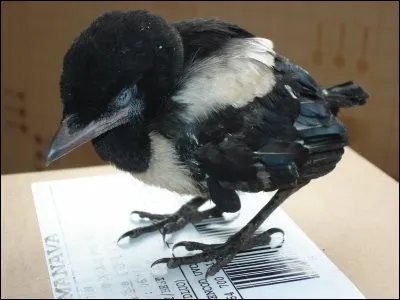 Ce grand biologiste a passé sa vie à s'occuper de ... . Lequel des deux paronymes suivants peut compléter cette phrase ?