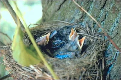 De quelle époque datent ces vers que nous avons tous appris en classe ? 
"Le temps a laissé son manteau
De vent, de froidure et de pluie