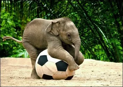 Accordez le verbe ... "Nous sommes ceux qui ... un pays libre."