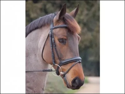 Comment appelle-t-on cette muserolle ?