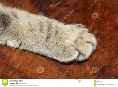 Combien de griffes les chats ont-ils aux pattes avant ?