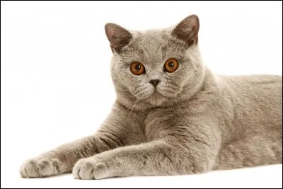 Quel est le poids approximatif du chat ?