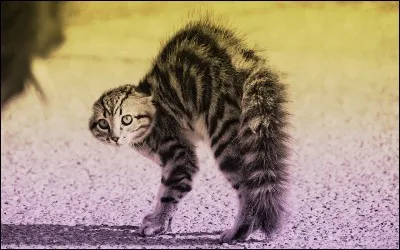 De qui a-t-il peur ?