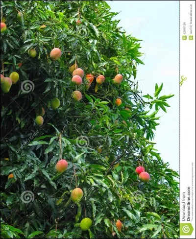 Quelle sorte d'arbre est-ce ?