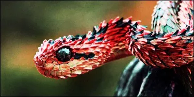 Récemment (juin 2017), dans quel lieu insolite a-t-on découvert un serpent ?