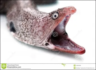 Mon premier est une sorte de poisson en anglais.
Mon tout est un territoire britannique d'outre-mer.