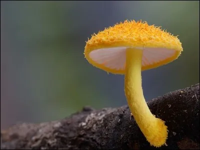 Coléoptère de couleur vert-doré !