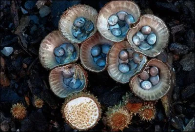 Soldat de l'armée anglaise des Indes !