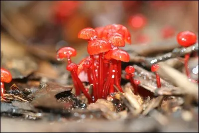 Autre nom de la morue !