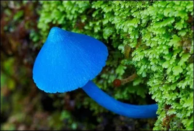 Chanson de Laurent Gerra : La ... au fond du jardin !