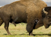 Quiz Le bison