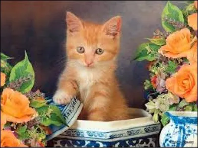 Mener une vie de "...", c'est avoir une vie aisée :