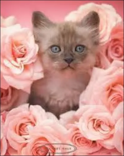 Riz recouvert de sa balle, l'enveloppe :