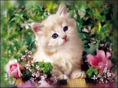 Calculette des Incas formée de cordelettes de couleurs variées et de nuds :