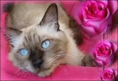 Type de tambour sénégalais dont la membrane est en peau de chèvre :