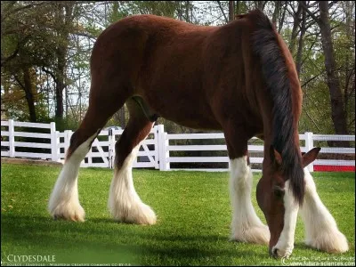 Quelle est la race de ce cheval ?