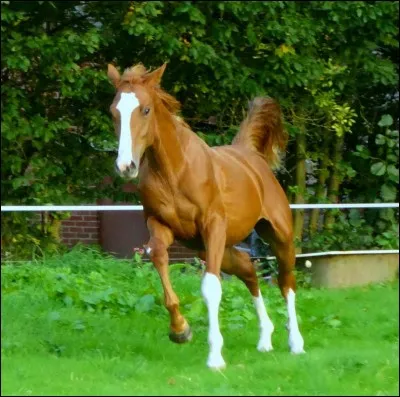 Comment appelle-t-on les bandes que certains chevaux ont sur les membres ?