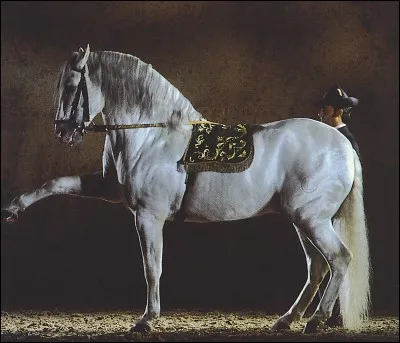 Comment nomme-t-on cette race de cheval ? (Alors : petit piège mais on va voir si tu t'en sors.)