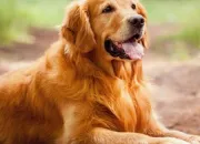 Quiz Les chiens