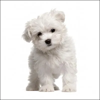 Comment appelle-t-on cette race de chien ?