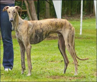 Comment appelle-t-on cette race de chien ?