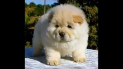 Comment appelle-t-on cette race de chien ?