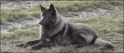 Comment appelle-t-on cette race de chien ?