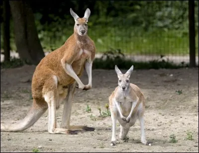 Quelle espèce animale existe parmi celles-ci ?
