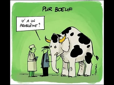 Des associées de boeufs.