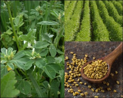 Botanique : Quelle herbacée originaire du Moyen-Orient est utilisée pour ses vertus médicinales, stimulant l'appétit et favorisant la prise de poids?