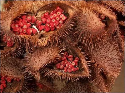 Cette plante, le roucou, utilisée en cosmétique, en alimentation et de bien d'autres manières, est originaire d'Amazonie !