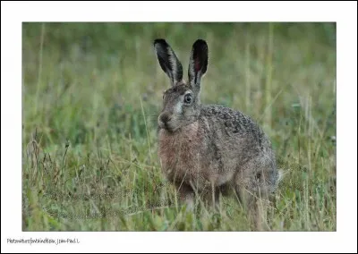 La hase fait ses petits dans un terrier !