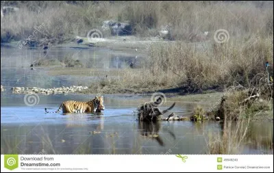 En 2016, le nombre de tigres sauvages dans le monde a encore baissé !