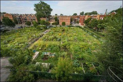 Jardin aménagé directement au sol et divisé en parcelles individuelles appelées jardinets.