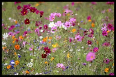 Véhicule ferroviaire tiré par une locomotive :