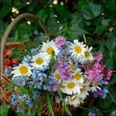 Poisson d'eau douce d'Amérique centrale, répandu dans les aquariums :