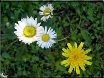 Lichen grisâtre qui croît généralement sur l'écorce des arbres.