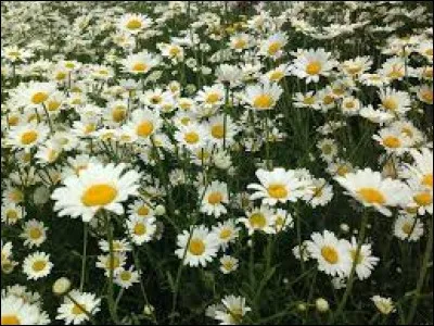 Unité du système international pour la mesure du flux magnétique :