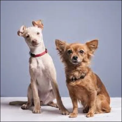 Comment s'appellent ses deux chiennes ?