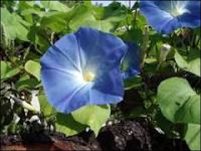 Les graines de cette sublime fleur bleue sont parfois utilisées par les chamans pour des rites divinatoires. Je suis un/une...