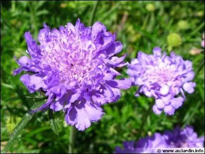 Cette fleur est un des repas préférés des chenilles de papillons de nuit. Je suis un/une...