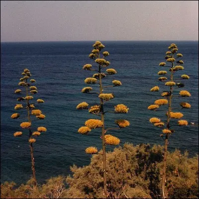 Cette fleur provenant du continent américain et acclimatée dans les régions méditerranéennes est un/une...