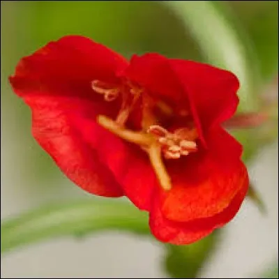 Des graines de cette fleur est extraite un huile riche en acides gras essentiels (oméga 6) qui permet notamment de guérir l'eczéma. Je suis un/une...