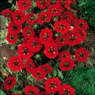 Cette fleur est utilisée comme gargarisme contre les maux de gorge et les gingivites. Il s'agit d'un/une...