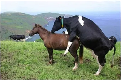 Préfères-tu le cheval ou la vache ?