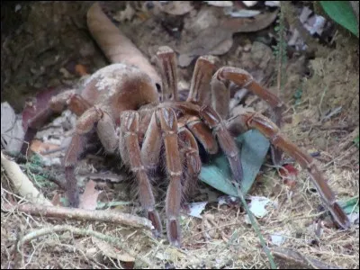 Qui a peur des araignées ?