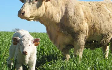 Quiz Vaches