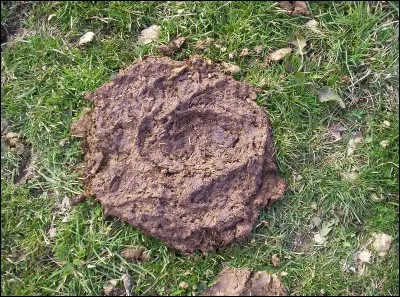 Comment s'appelle le caca de la vache ?