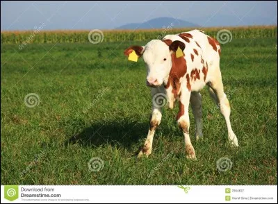 Quel est le bébé de la vache ?